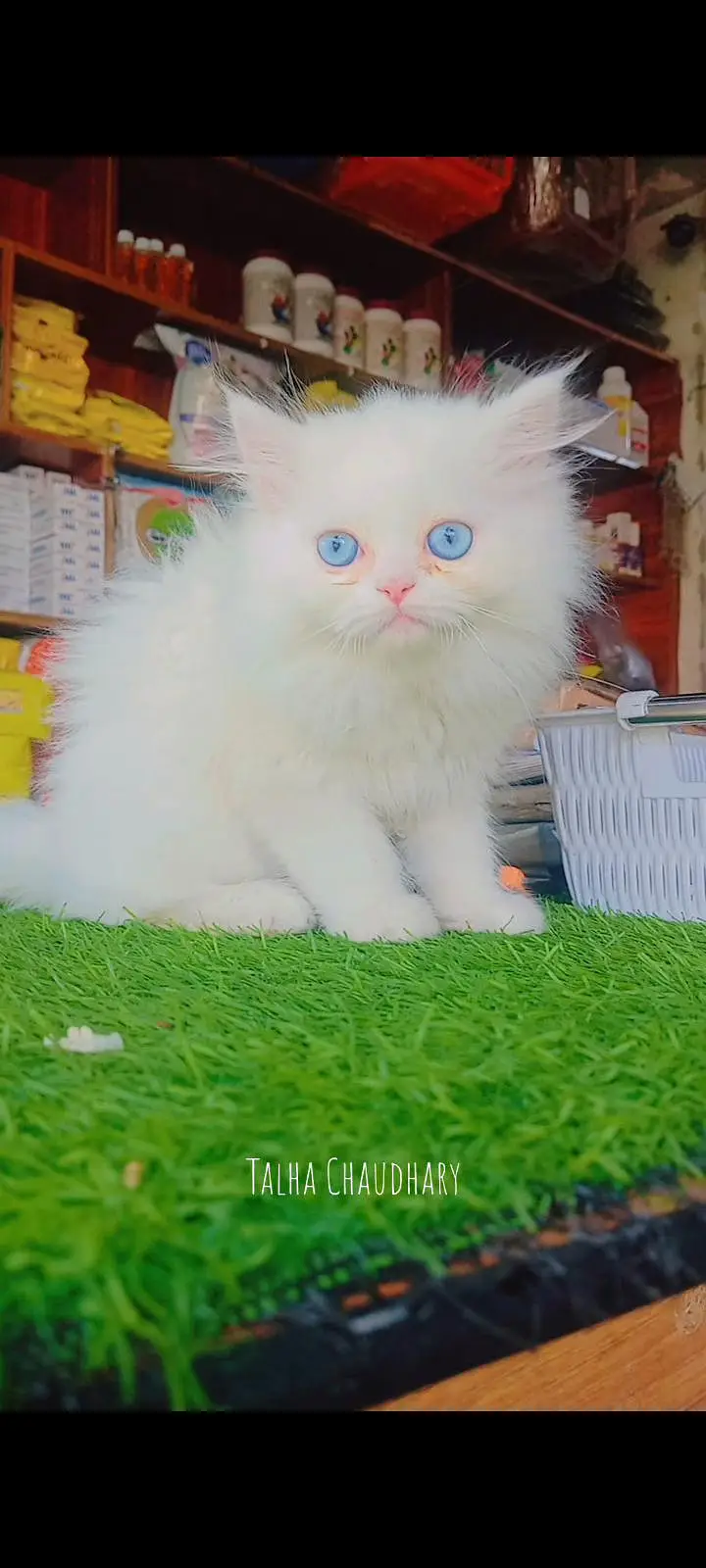 Persian kittens available — photo 10
