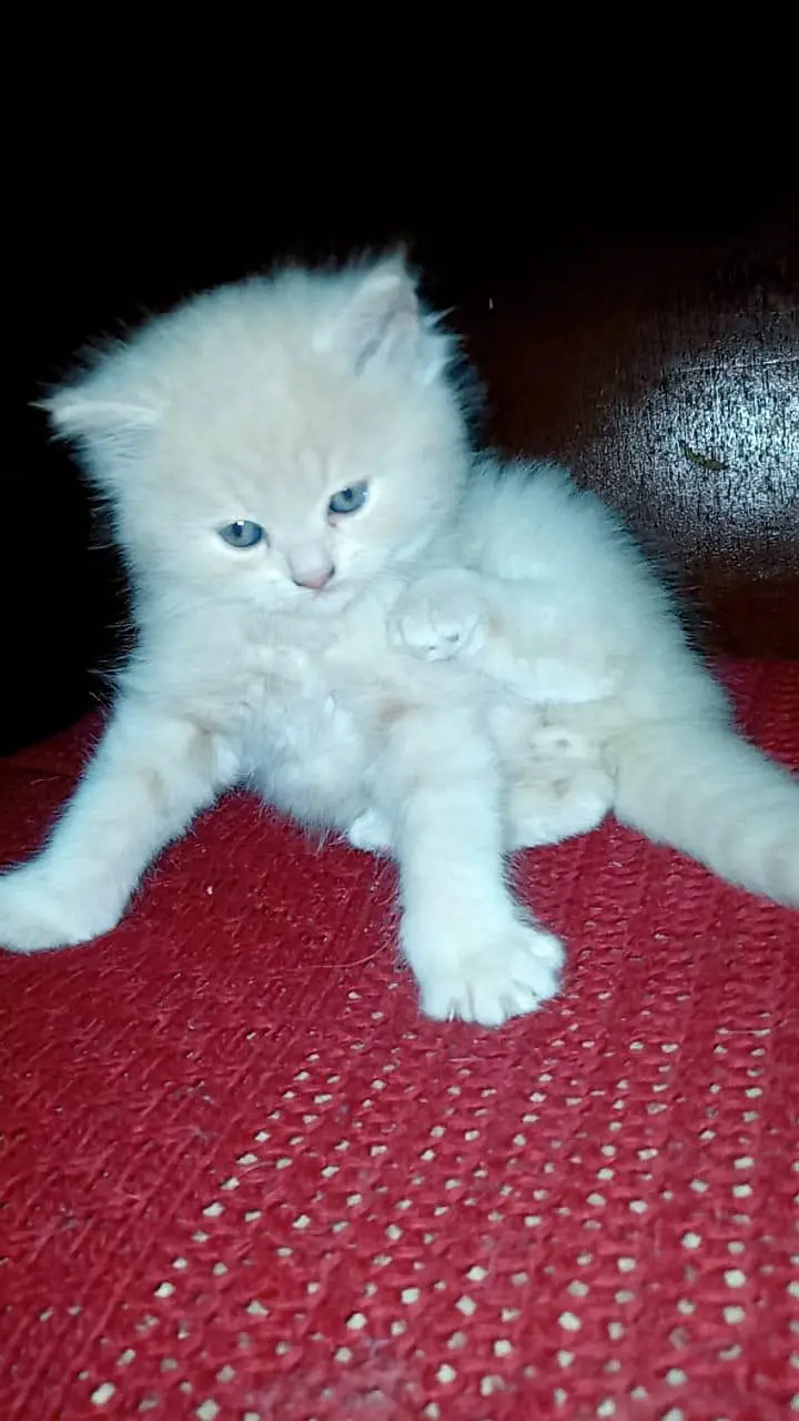 Persian kittens available — photo 11