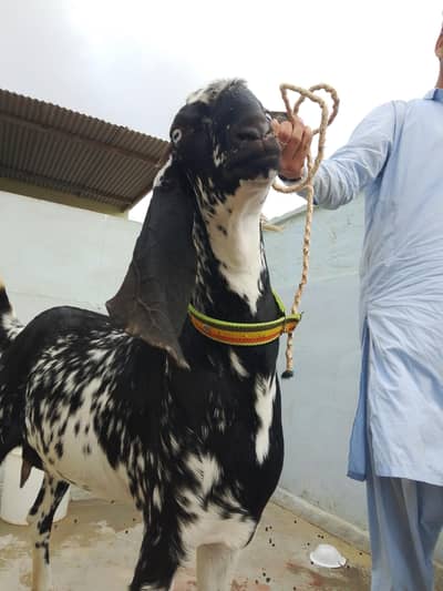 bakri