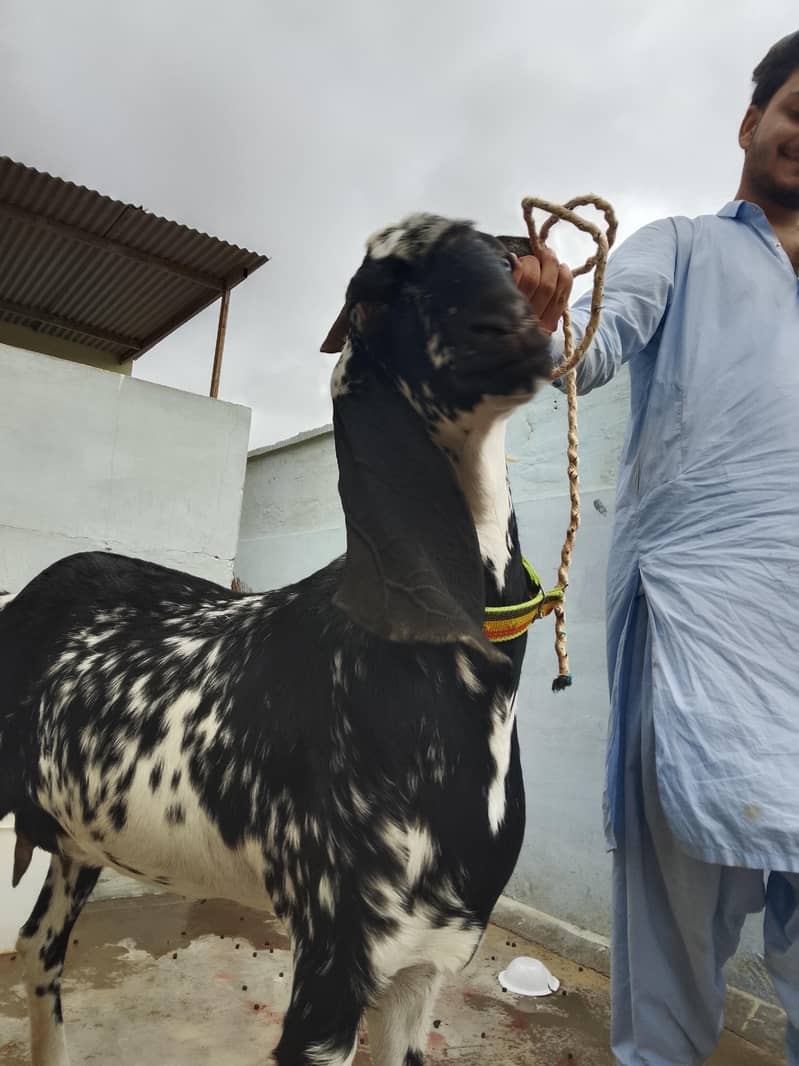 bakri 1