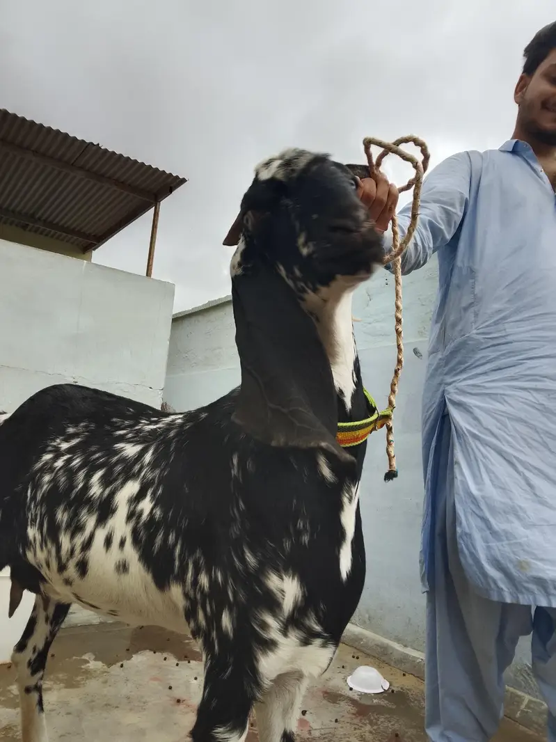 bakri — photo 2