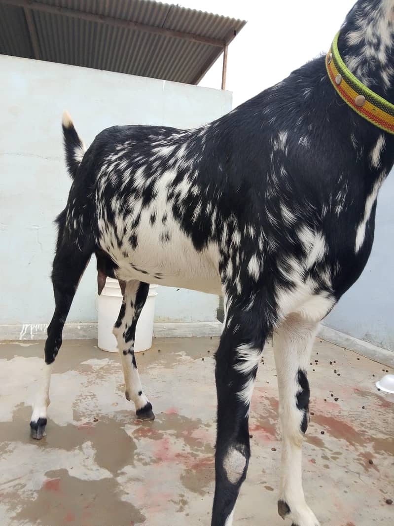 bakri 2