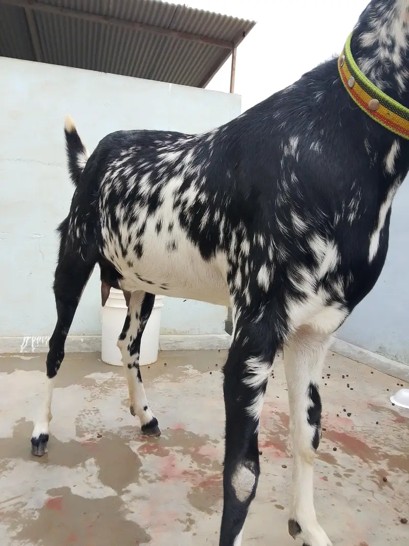 bakri — photo 3