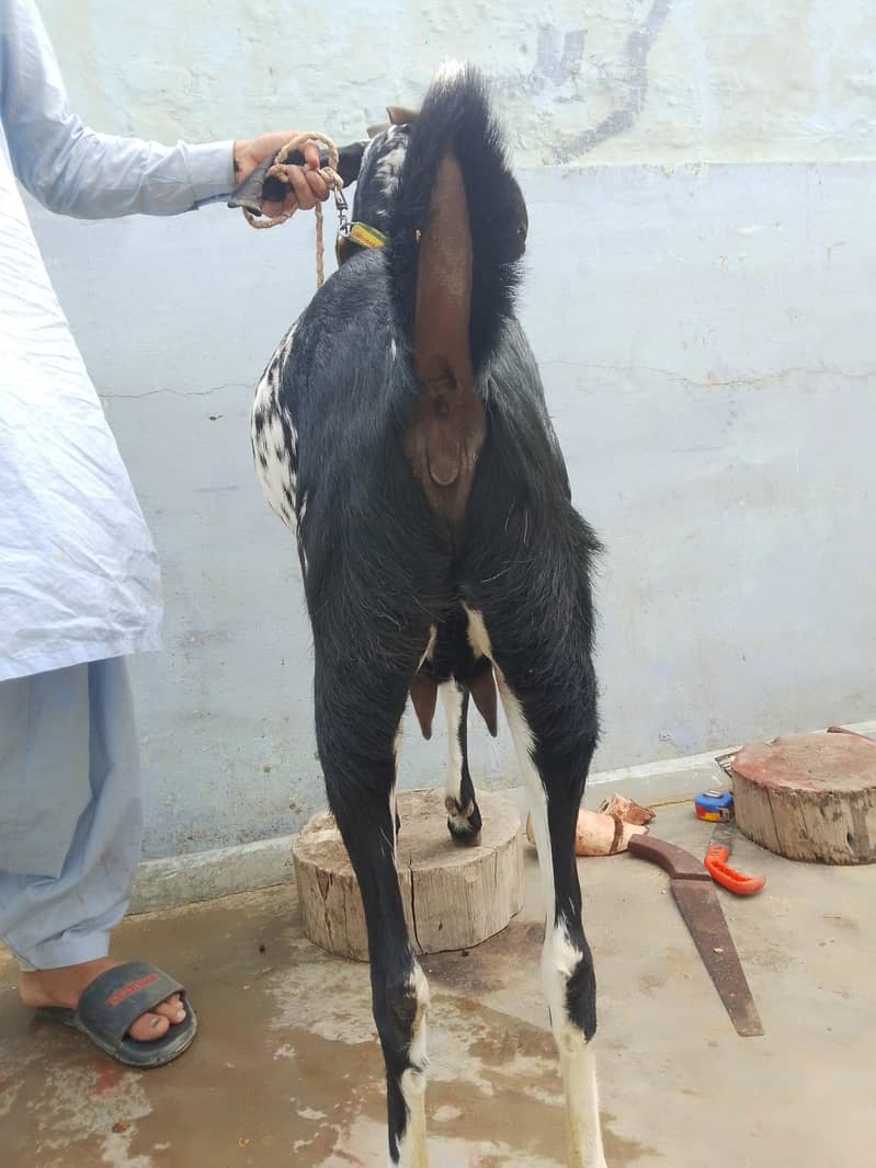 bakri 3