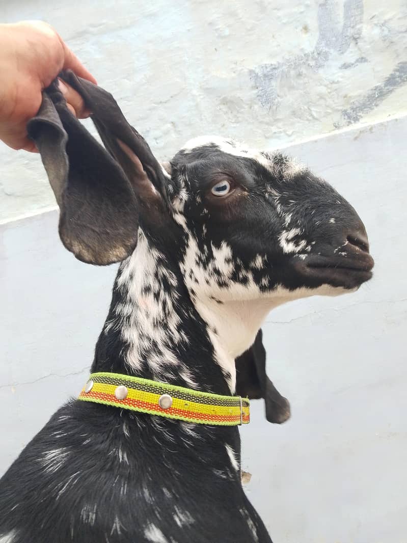 bakri 4