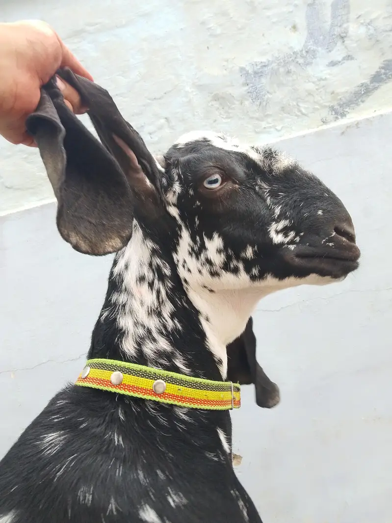 bakri — photo 5