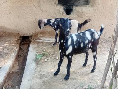 2 bakriyan for sale