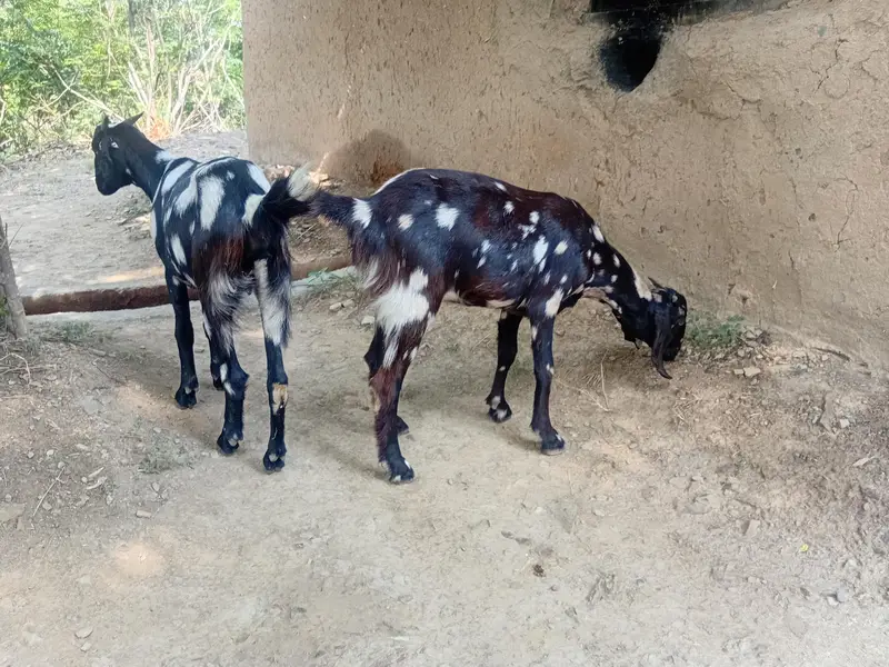 2 bakriyan for sale — photo 2