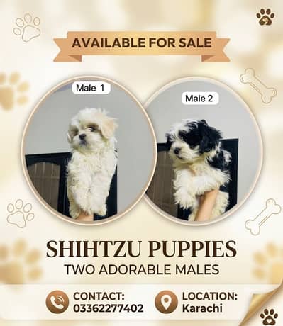 Shitzu puppies for sale