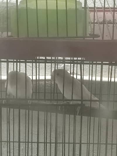 Albino black eyes pair for sale