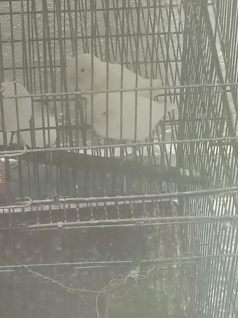 Albino black eyes pair for sale — photo 2