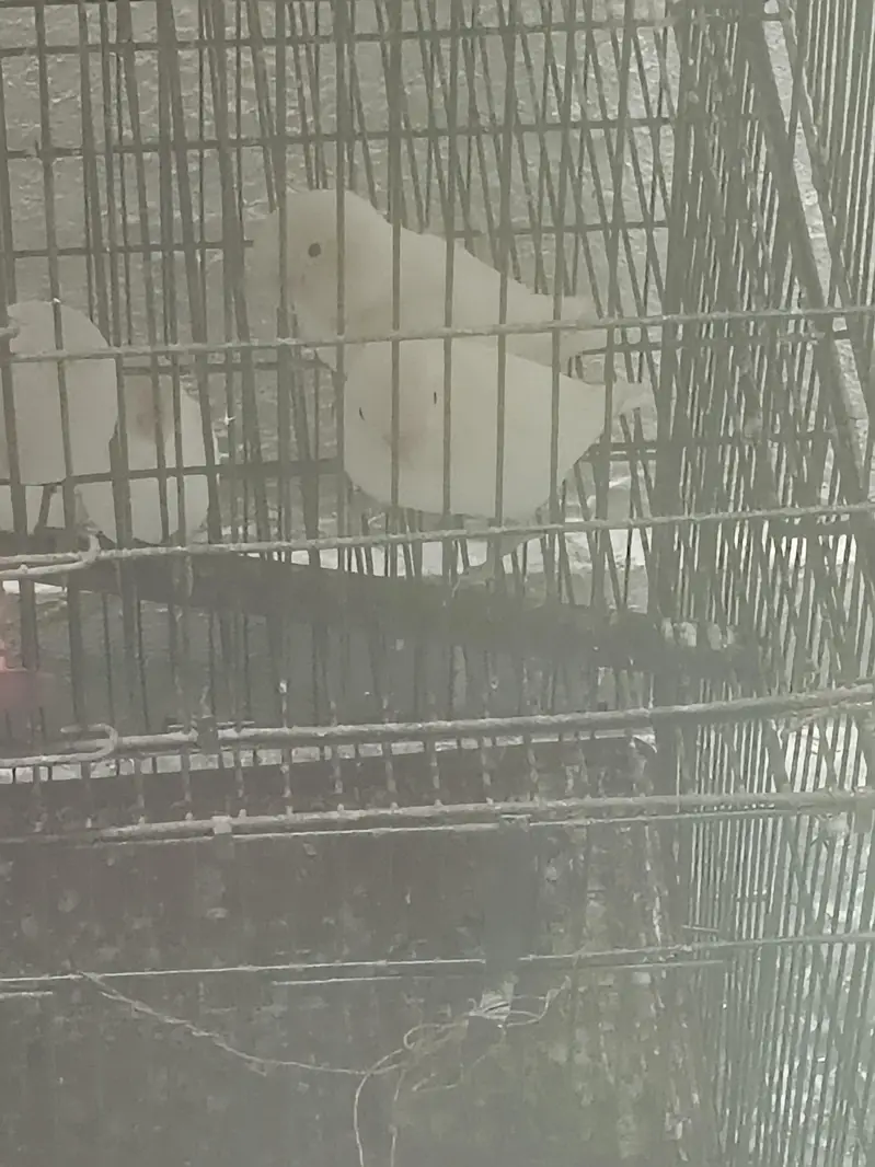 Albino black eyes pair for sale — photo 3