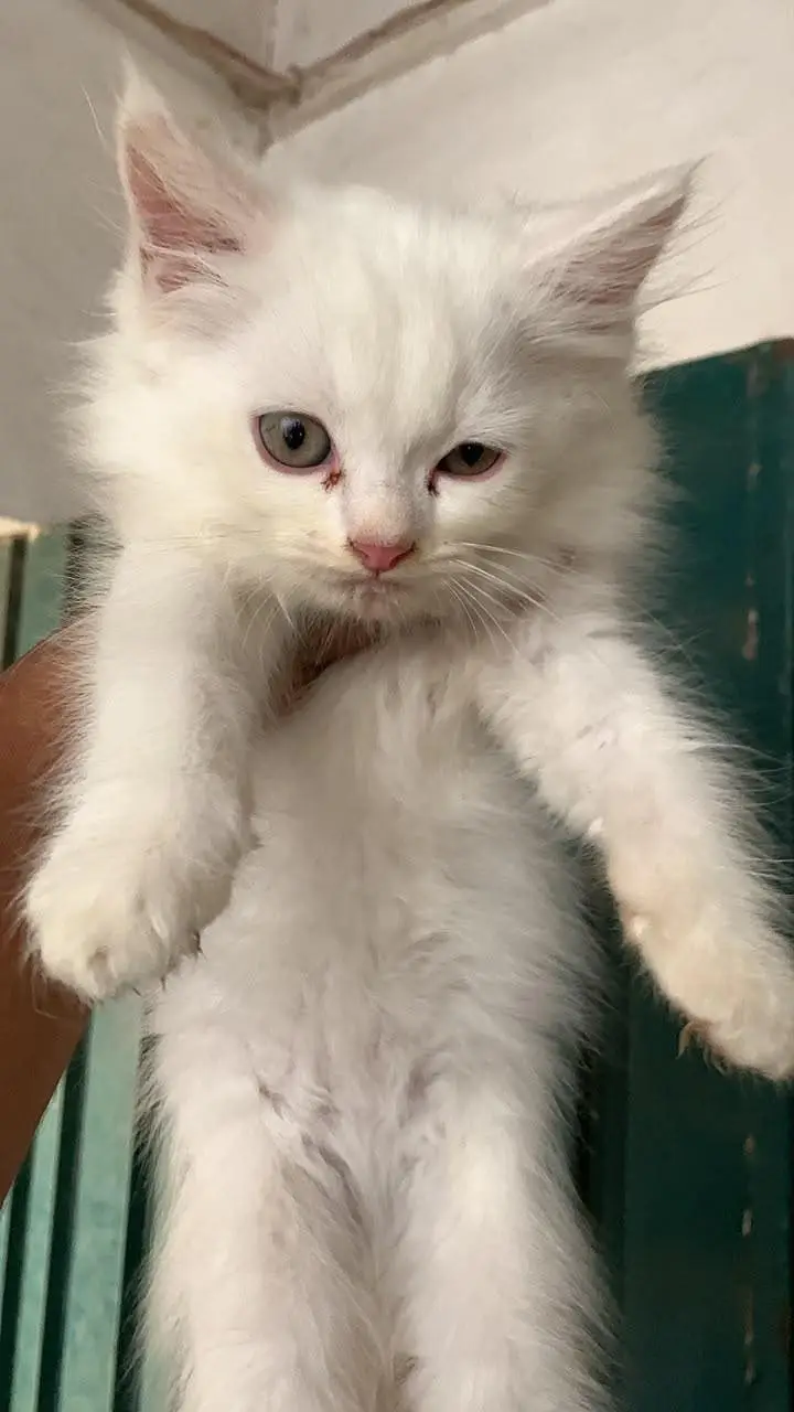 Adorable kitten — photo 3