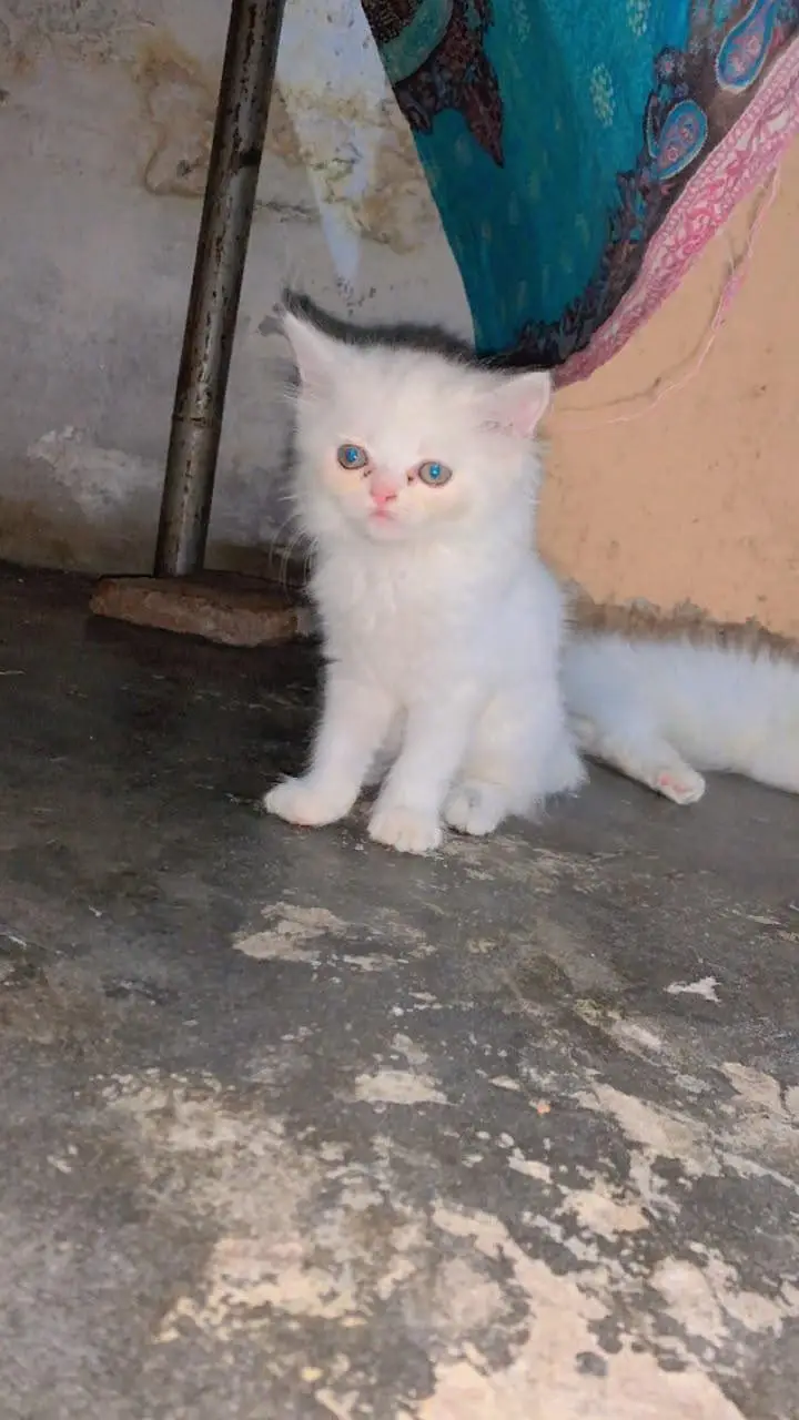 Adorable kitten — photo 4