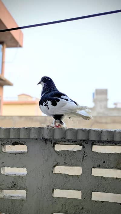 3 male hand tame pigeon for sale