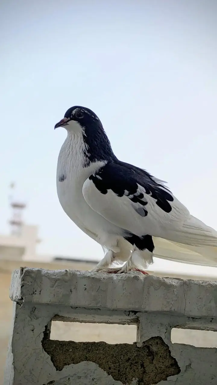 3 male hand tame pigeon for sale — photo 2