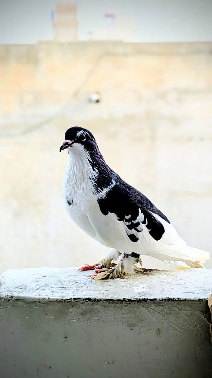 3 male hand tame pigeon for sale — photo 3