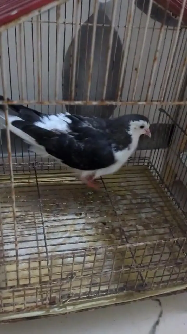 3 male hand tame pigeon for sale — photo 4