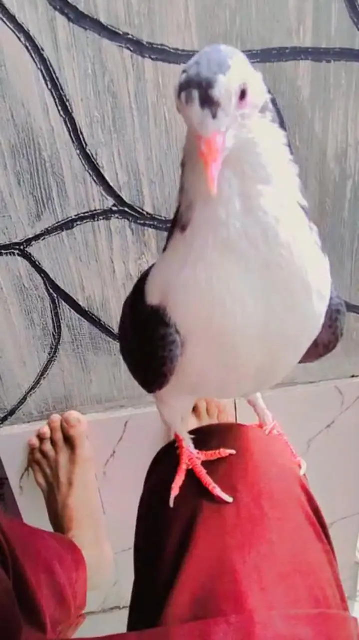3 male hand tame pigeon for sale — photo 5