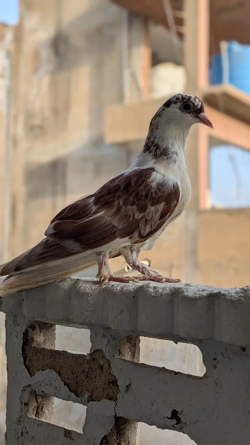 3 male hand tame pigeon for sale — photo 6