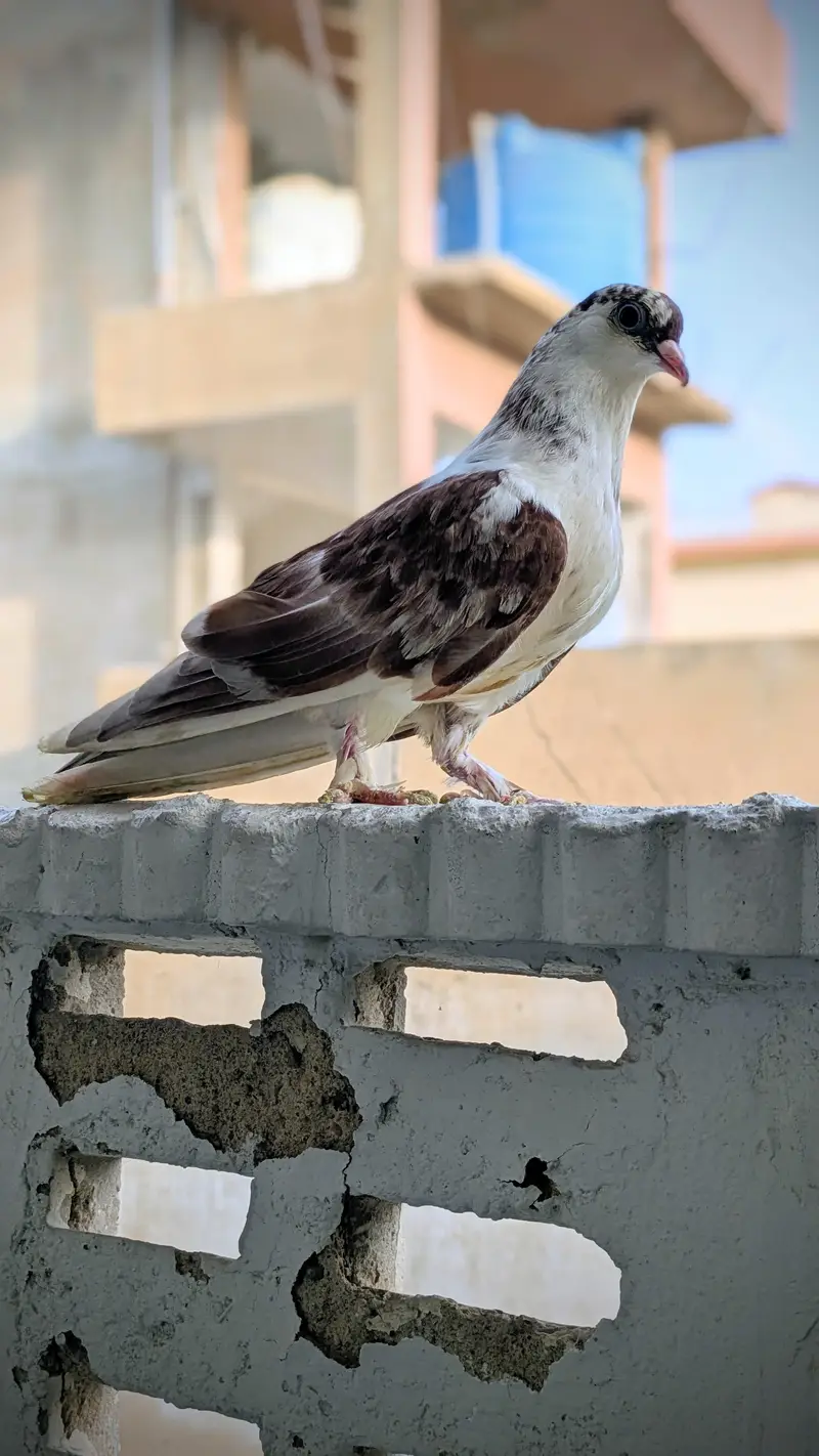 3 male hand tame pigeon for sale — photo 7