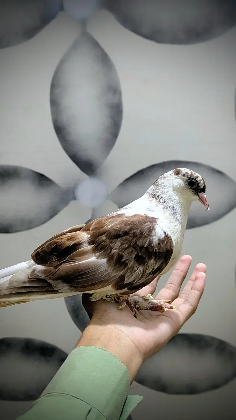 3 male hand tame pigeon for sale — photo 8