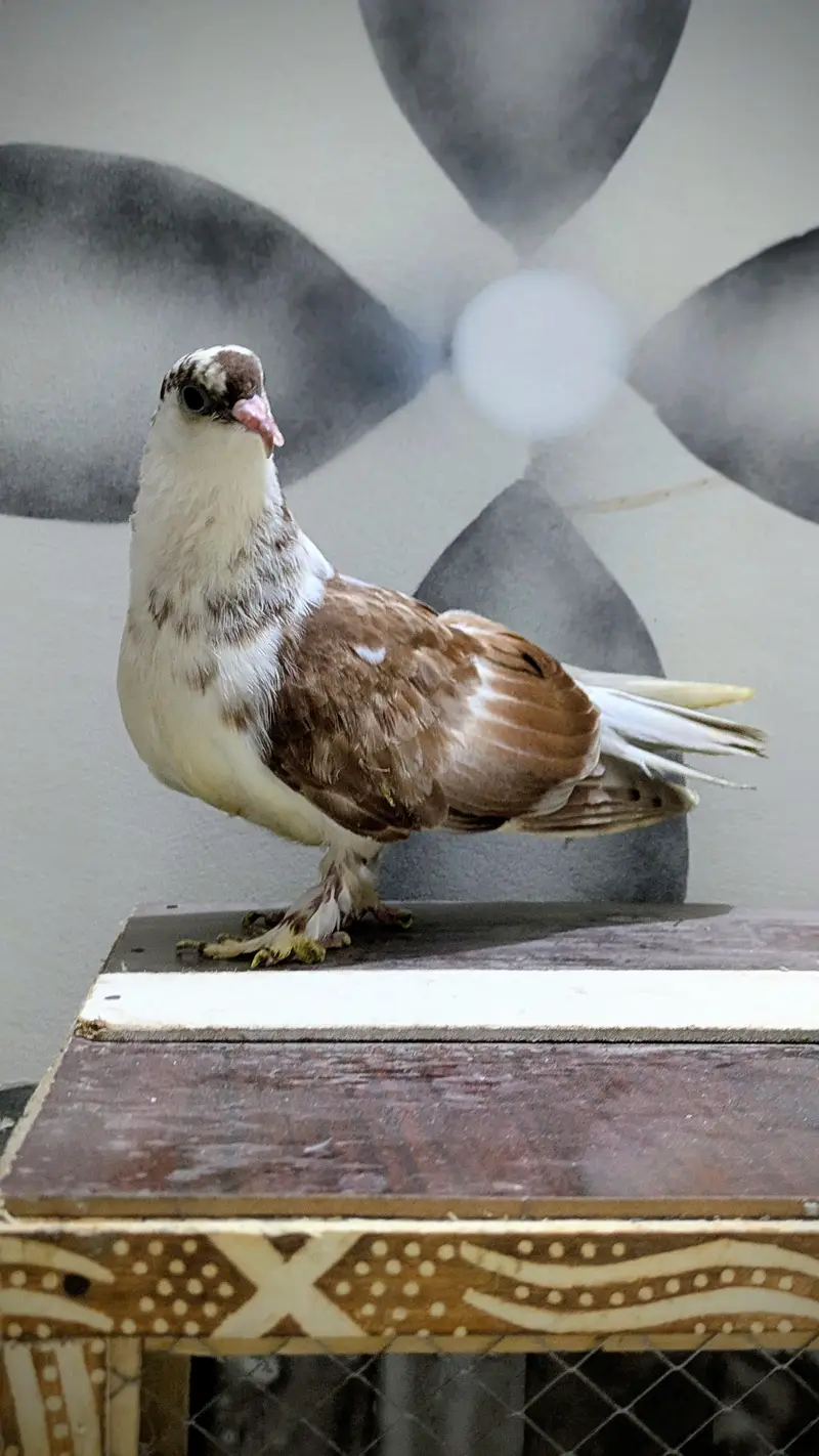 3 male hand tame pigeon for sale — photo 9