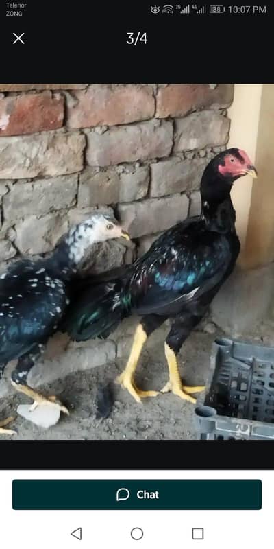 aseel lasani pair (urgent sale need money)