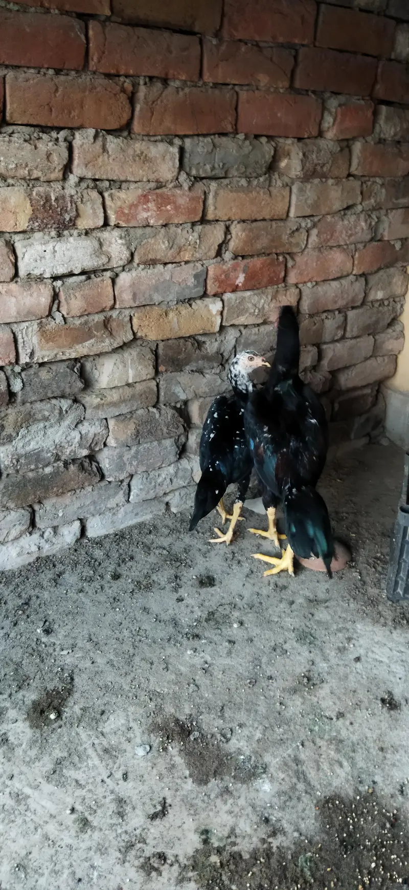 aseel lasani pair (urgent sale need money) — photo 2