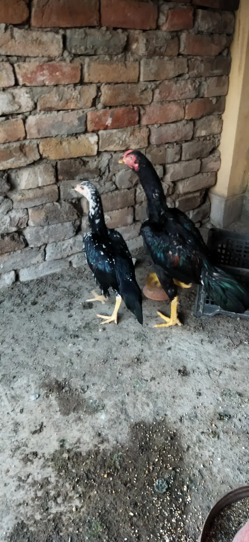 aseel lasani pair (urgent sale need money) — photo 3