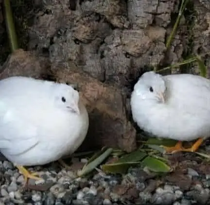 day old chicks tyar batair and breeder available for sale