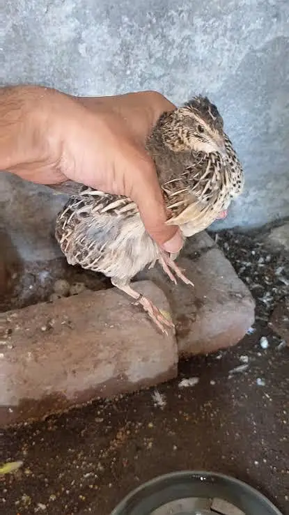 day old chicks tyar batair and breeder available for sale — photo 2
