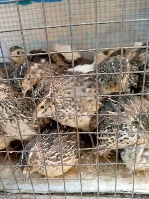 day old chicks tyar batair and breeder available for sale — photo 3
