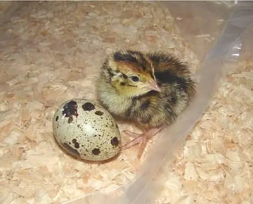 day old chicks tyar batair and breeder available for sale — photo 5