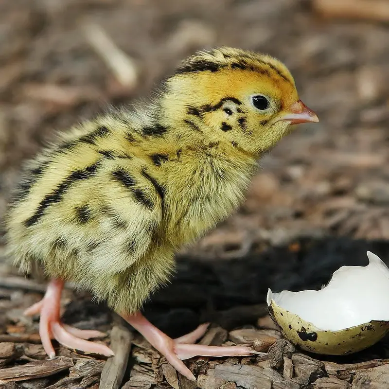 day old chicks tyar batair and breeder available for sale — photo 7