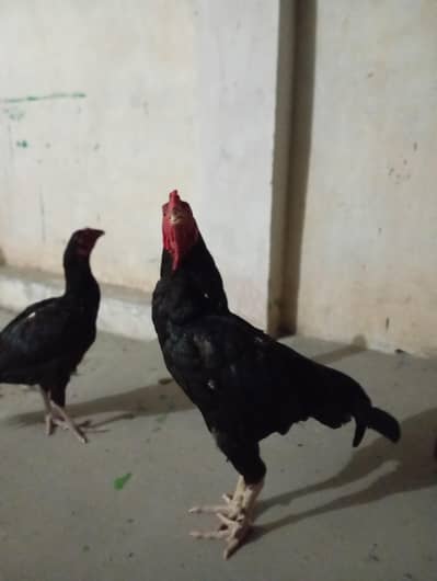 lasani aseel pair for sale Price