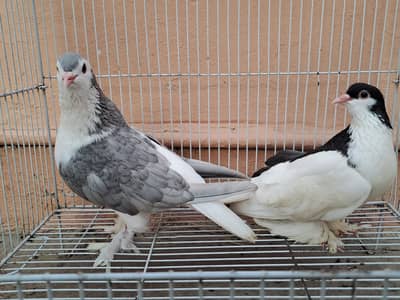 Pair in Vip Pamooz. Sia Chap (FEMALE]+ Kaasni (MALE). 03116130712