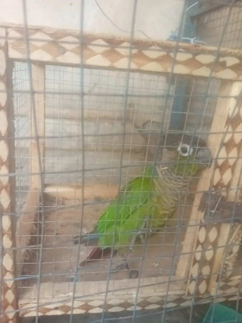 urjant sell — photo 2