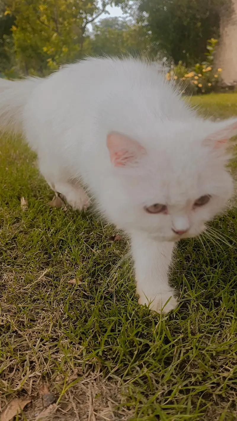 Persian Cat For sale  Triple Coat — photo 2