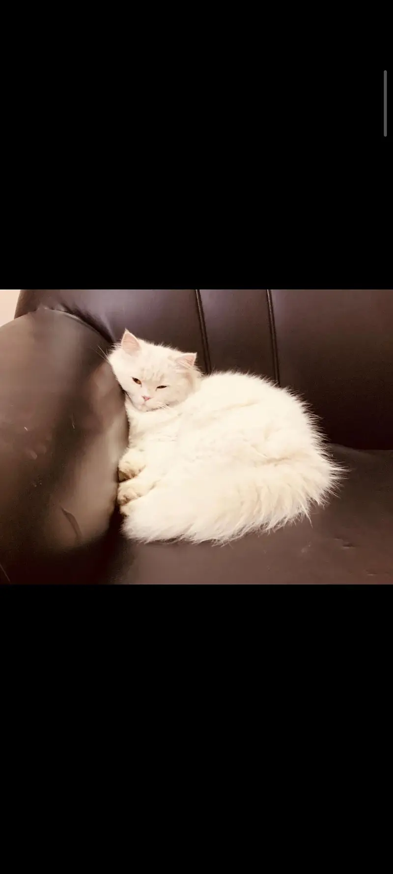 Persian Cat For sale  Triple Coat — photo 7