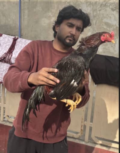 Lakha phata for sale Mushka phata for sale