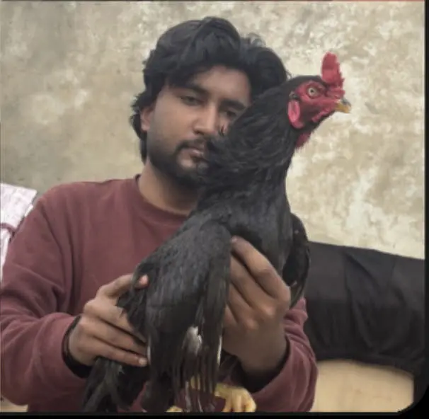 Lakha phata for sale Mushka phata for sale — photo 2