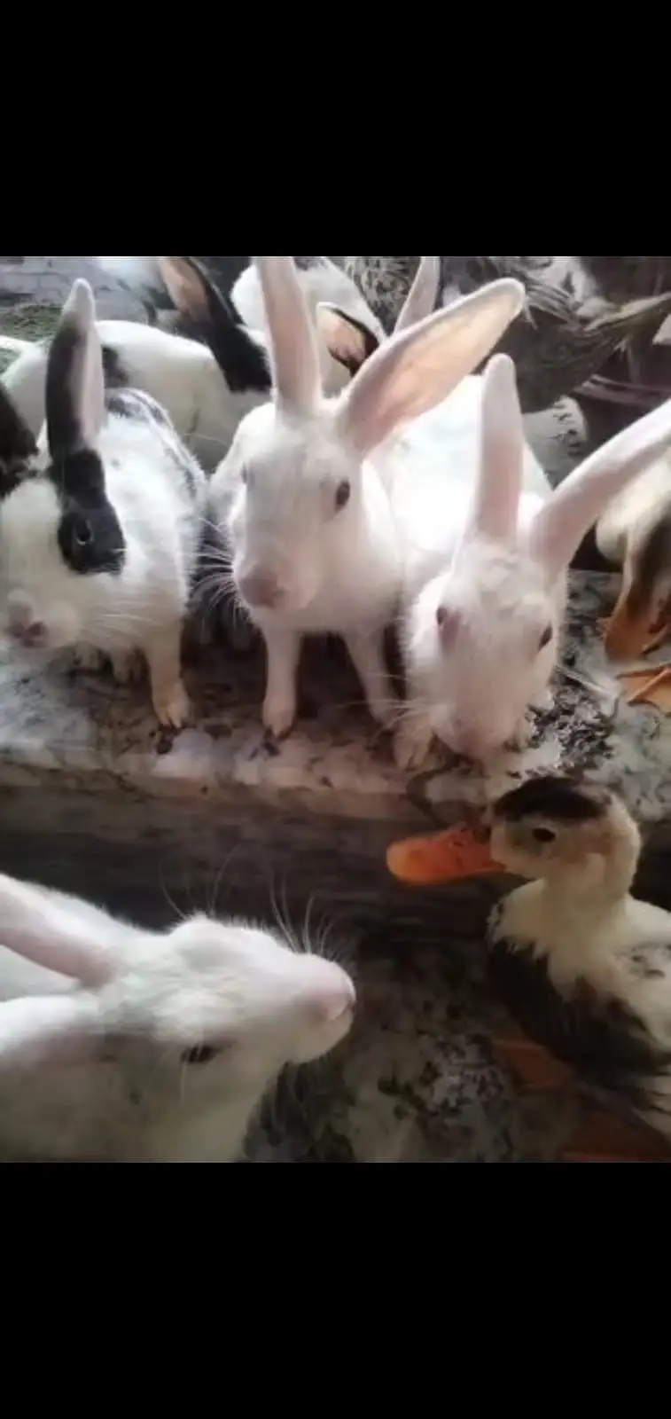 Beautifull Bunny Rabbits, For Sale — photo 3