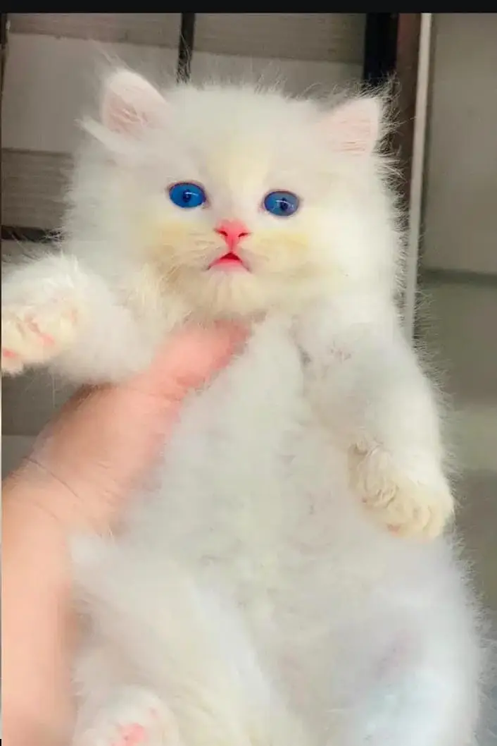 (Persian female kitten) (for sale all) (Pakistan delivery available) — photo 3