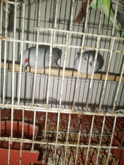 Dove Pair
