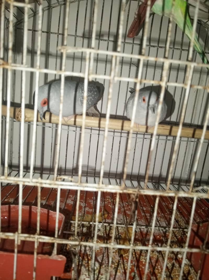 Dove Pair 0