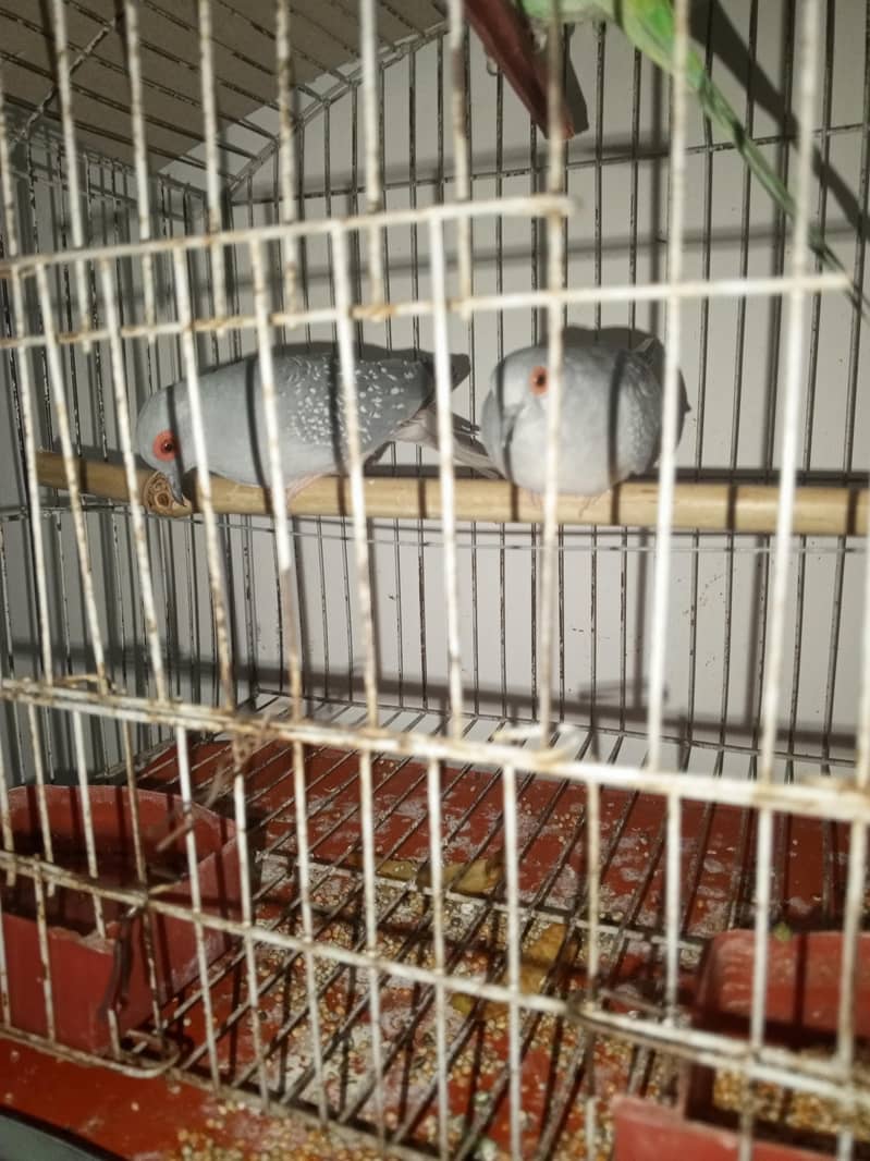 Dove Pair 1