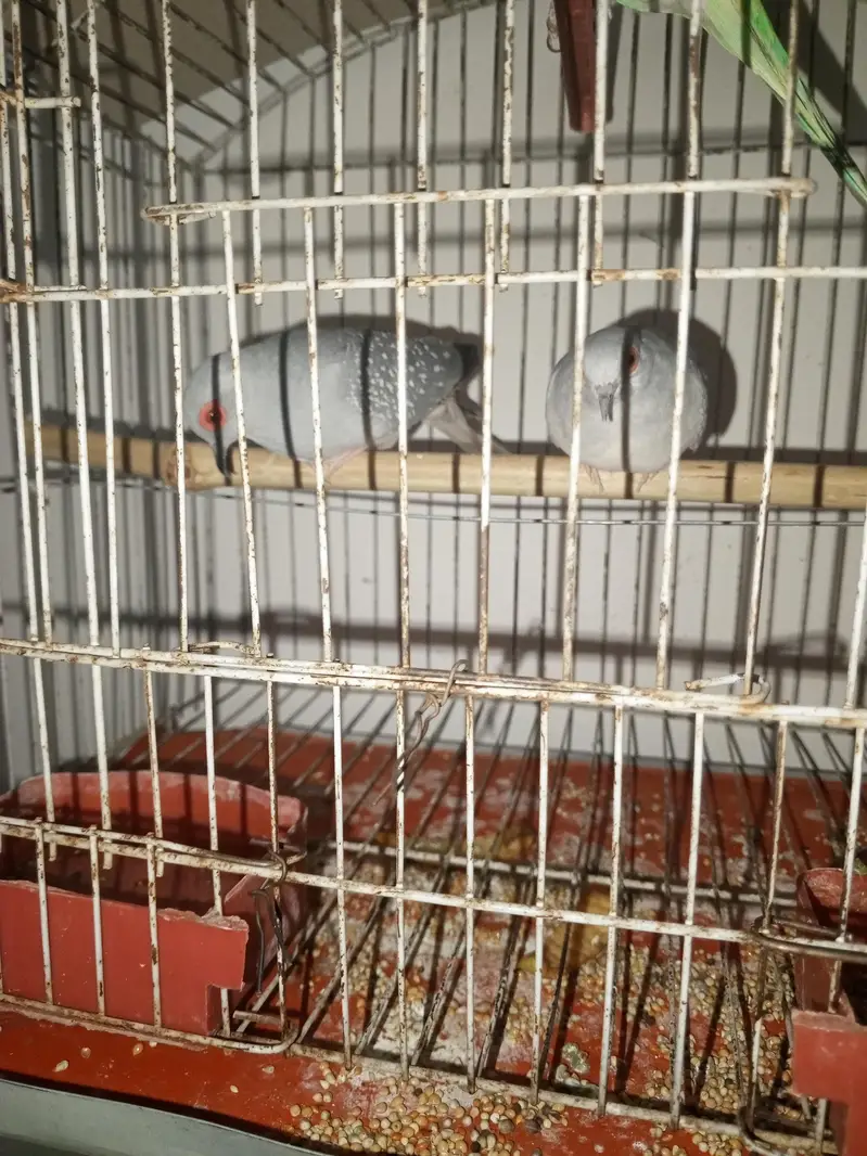 Dove Pair — photo 3