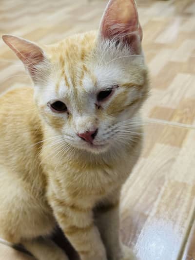 Orange cat for adoption