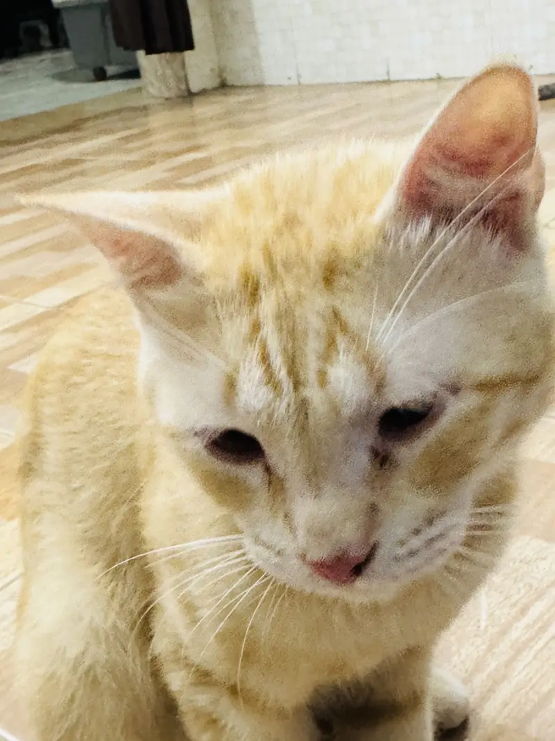 Orange cat for adoption — photo 2